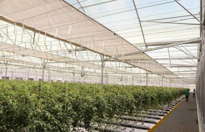 الامارات الان | افتتاح مزرعة طماطم جديدة في العين لإنتاج 150 ألف كيلوغرام سنوياً | عيون الجزيرة الامارات