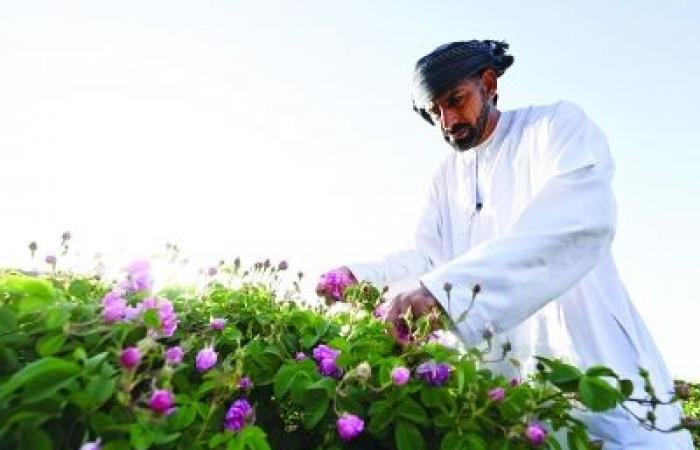 أخبار سلطنة عمان | ورد الجبل الأخضر.. عطر توقظه الندى مع خيوط الشمس الأولى | عيون الجزيرة الاخبارية عمان