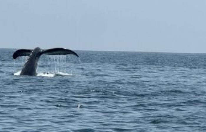 أخبار سلطنة عمان | توثيق نشاط حيوي للحيتان الحدباء في شمال شرق جزيرة مصيرة | عيون الجزيرة الاخبارية عمان