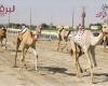 أخبار قطر | مهرجان سمو الأمير الوالد للهجن.. «نجود» تظفر بمعركة رئيسي الثنايا بكار | عيون الجزيرة قطر