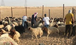 أخبار السعودية | ريالان لوزن الماشية والفحص البيطري بـ 10 | عيون الجزيرة السعودية الان